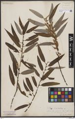 Foto von Salix bonplandiana Kunth